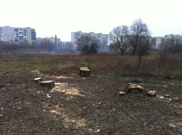 Невідомі чоловіки ріжуть у Ковелі дерева і нападають на журналістів. ФОТО