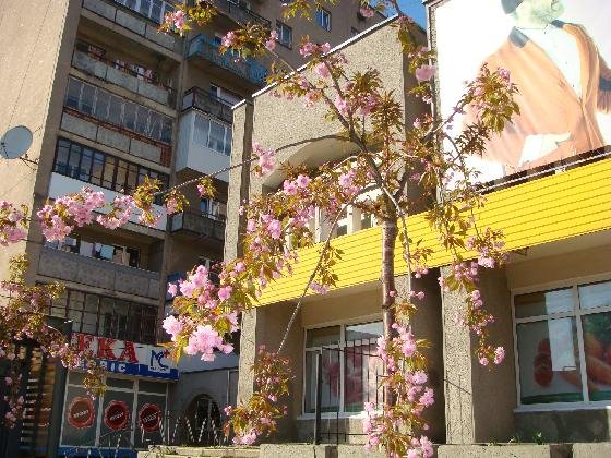 У Ковелі цвіте сакура. ФОТО