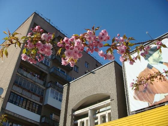 У Ковелі цвіте сакура. ФОТО