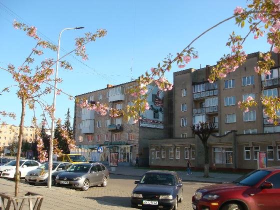 У Ковелі цвіте сакура. ФОТО