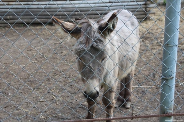 Луцький зоопарк відкрив новий сезон. ФОТО