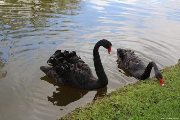 Луцький зоопарк відкрив новий сезон. ФОТО