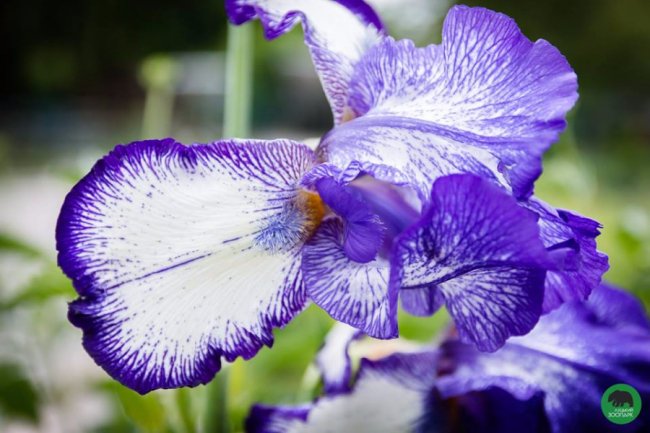 Квіти Луцького зоопарку: 37 дивовижних фото