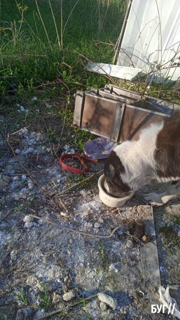 Волинянин жорстоко поводився з тваринами: прив'язував та морив голодом