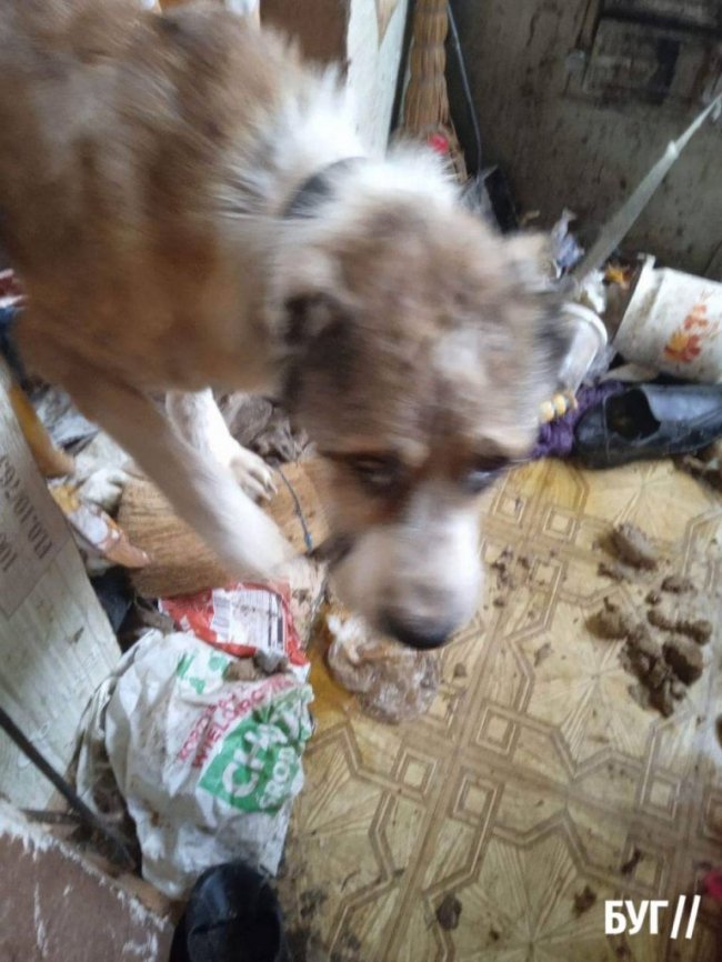 Волинянин жорстоко поводився з тваринами: прив'язував та морив голодом