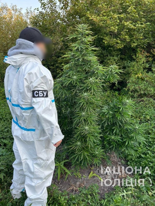 Заробляли мільйони: на Волині ліквідували злочинну схему з вирощування та збуту канабісу