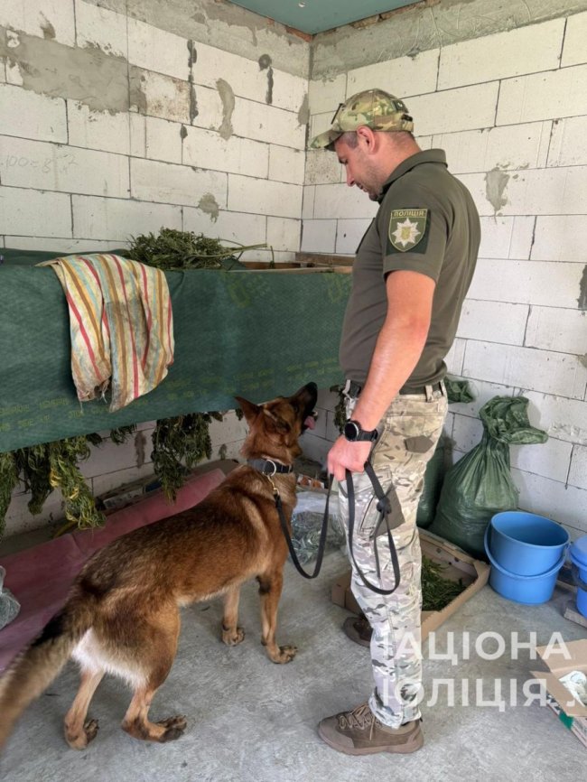 Заробляли мільйони: на Волині ліквідували злочинну схему з вирощування та збуту канабісу