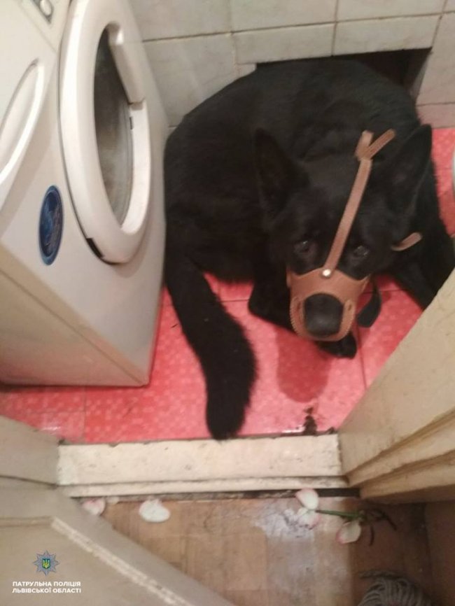 Львівські пристрасті: крадія з Луцька знайшли у шафі жінки, яка заявила про зґвалтування. ФОТО