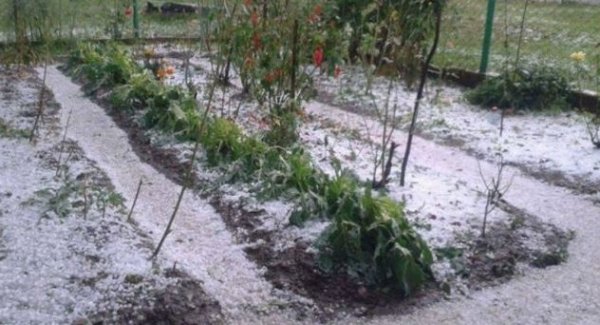 В Україні випав першй сніг