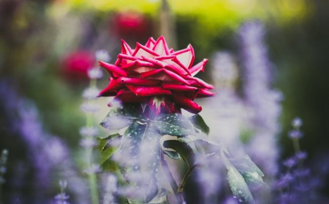 Рожеві, білі і червоні: у центрі Луцька зацвів трояндовий сад