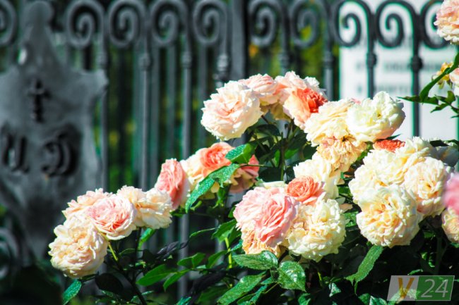 Рожеві, білі і червоні: у центрі Луцька зацвів трояндовий сад