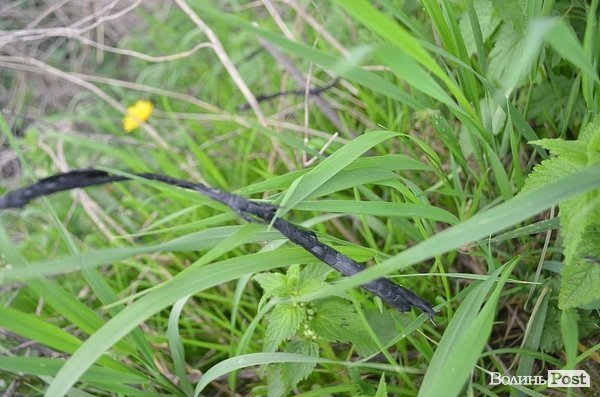 Пожежа очерету на Гнідаві. ФОТО. ВІДЕО