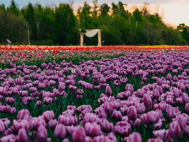 Фестиваль тюльпанів на Волині перенесли: у чому причина?