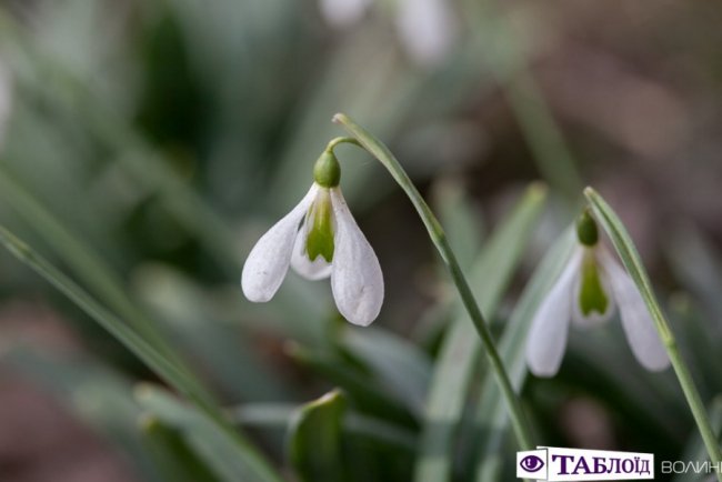 Весна на носі: у Луцьку розквітли перші підсніжники. ФОТО