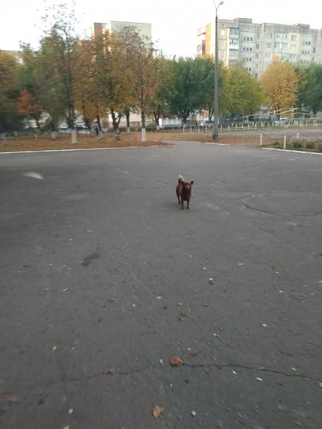 У Ковелі зграя собак «тероризує» учнів біля школи