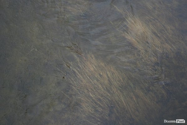 Затопило луг біля села Рованці. ФОТО