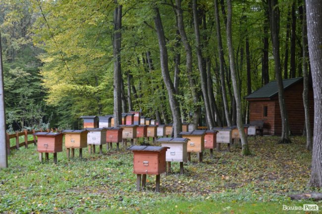 Краса воротнівського лісу: у «Малій Швейцарії» відкрили центр для юних лісівників 