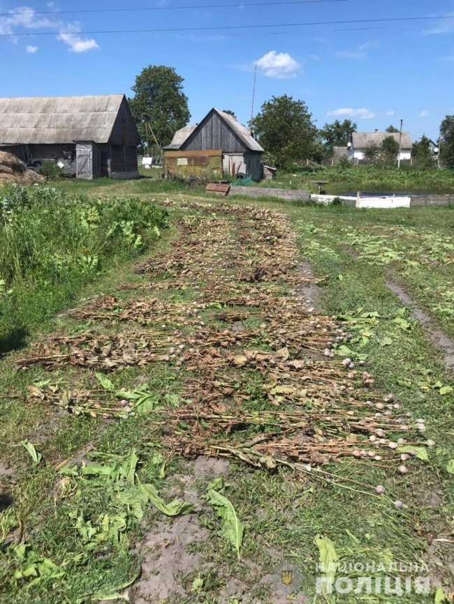 Волинянка вирощувала майже пів тисячі рослин снодійного маку у себе на городі. ФОТО