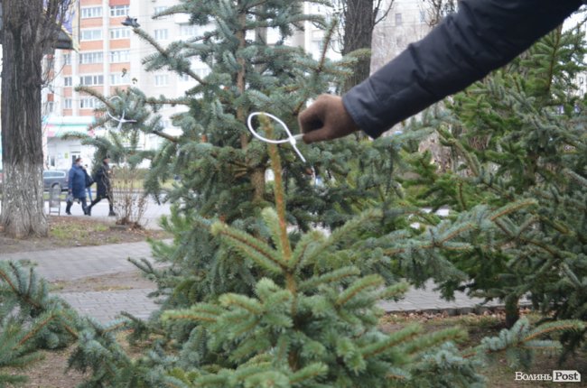 У Луцьку тривають рейди на ялинкових ринках. ПЕРШІ РЕЗУЛЬТАТИ