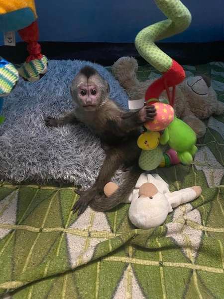 У Луцьку працівниці зоопарку замінили маму новонародженому мавпеняті. ФОТО