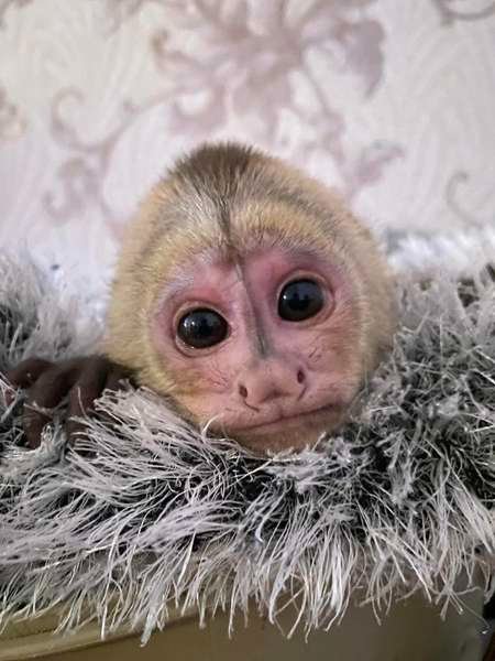 У Луцьку працівниці зоопарку замінили маму новонародженому мавпеняті. ФОТО