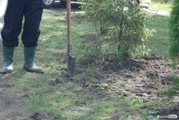 У Луцьку губернатор і мер висадили «Алею миру». ФОТО