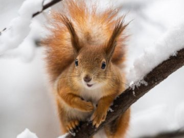 Погода в Луцьку та Волинській області на завтра, 19 лютого