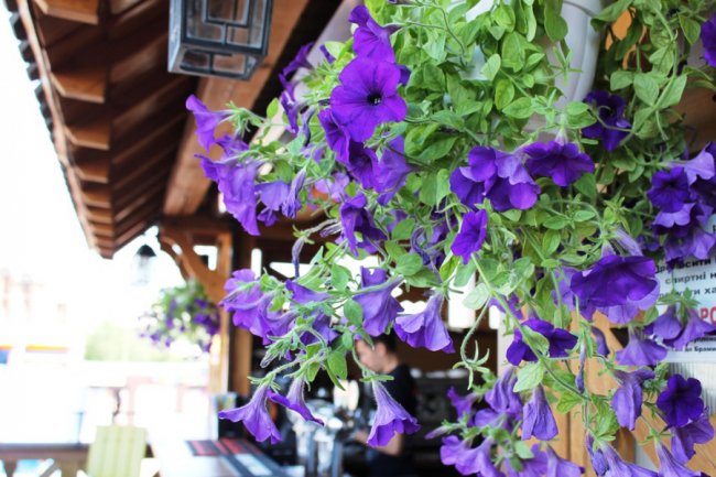 Луцька «Брама» відкрила літню терасу*