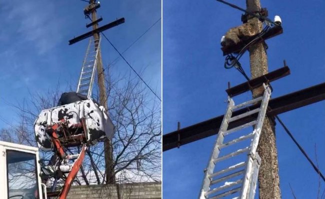 На Волині небайдужі зняли з електроопори кота, де він просидів добу і не міг самостійно злізти