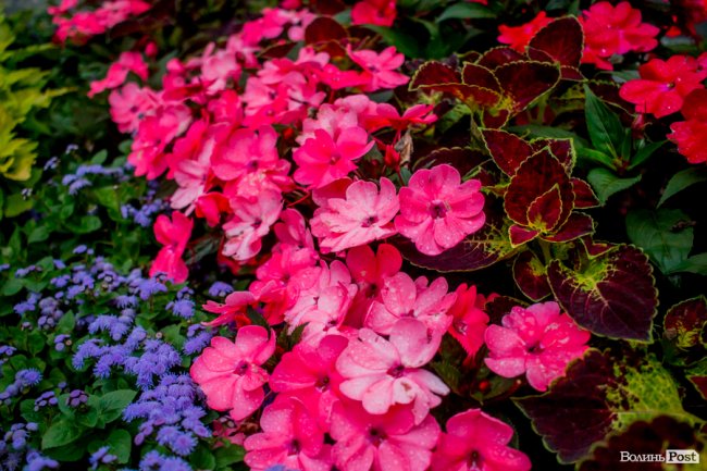 Барвиста краса: літній Луцьк потопає у квітах. ФОТО