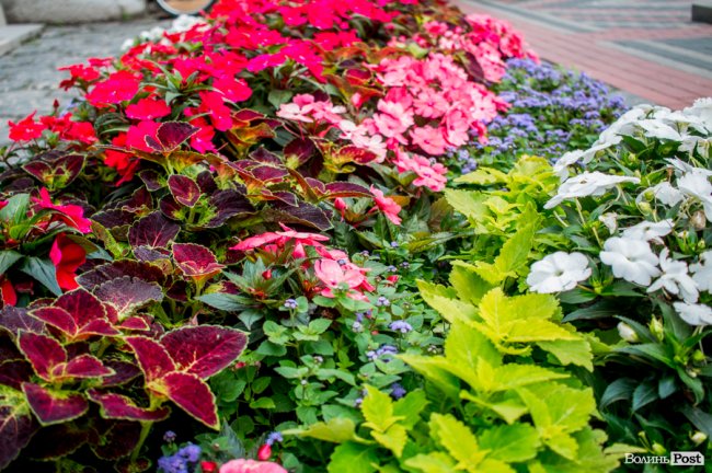 Барвиста краса: літній Луцьк потопає у квітах. ФОТО