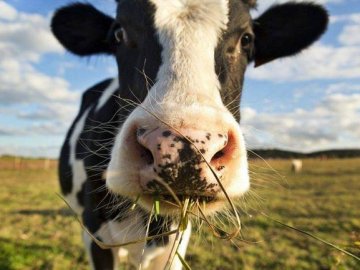 Чому селяни на Волині продають худобу і не ведуть господарство. ВІДЕО