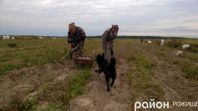Рання осінь у волинському селі. ФОТО