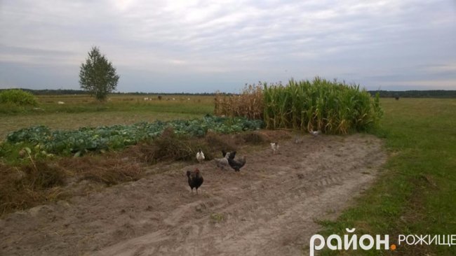 Рання осінь у волинському селі. ФОТО