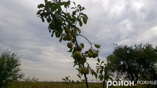 Рання осінь у волинському селі. ФОТО