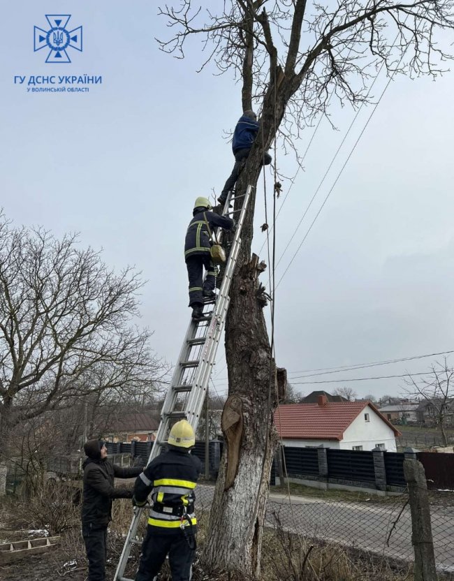 Чоловік обрізав гілки на дереві і застряг: викликали рятувальників. ФОТО