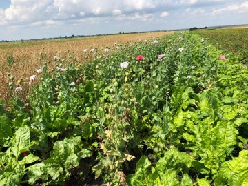 У районі на Волині виявили плантацію маку