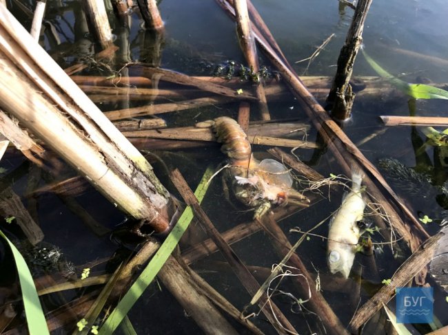 У Нововолинську виявили мертву рибу в озері