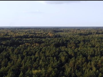 Зняли неймовірний проморолик про волинські ліси. ВІДЕО