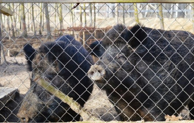 Качки, ставки з рибою і кабан Федір: як на Волині розвивається еко-туризм. ФОТО