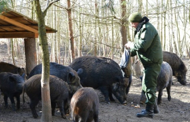 Качки, ставки з рибою і кабан Федір: як на Волині розвивається еко-туризм. ФОТО