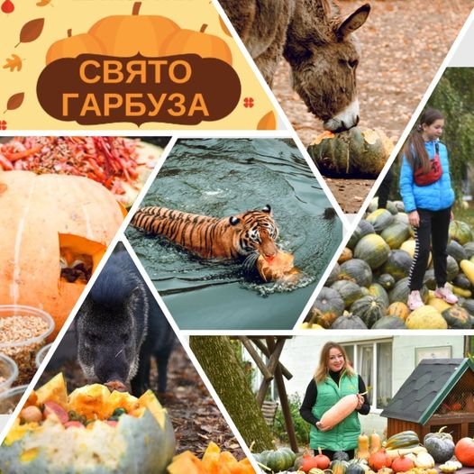 У Луцькому зоопарку відбудеться «Свято гарбуза»