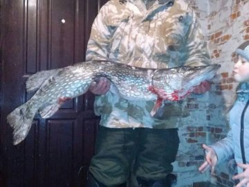 Волинянин впіймав величезну щуку. ФОТО