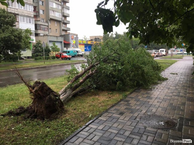 Буря в Луцьку: повалені дерева та величезні калюжі. ФОТО. ВІДЕО