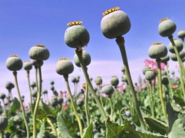 На Волині 74-річна жінка посіяла мак «на пироги», а отримала проблеми із законом