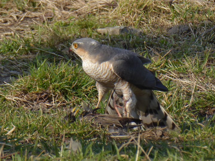 Рідкісні кадри: у нацпарку на Волині зазнімкували, як обідає яструб