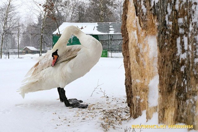 «Не треба створювати зайвого стресу», – директорка луцького зоопарку радить не спішити з порятунком лебедів. ФОТО