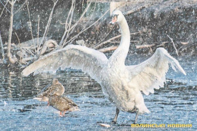 «Не треба створювати зайвого стресу», – директорка луцького зоопарку радить не спішити з порятунком лебедів. ФОТО