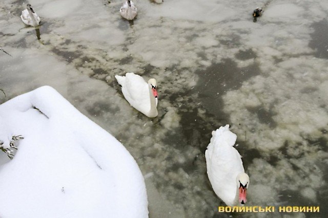 «Не треба створювати зайвого стресу», – директорка луцького зоопарку радить не спішити з порятунком лебедів. ФОТО