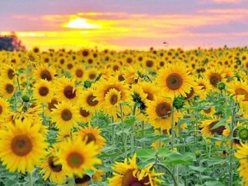 Якою буде погода на Волині завтра, 10 серпня 